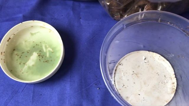 Семена Орхидеи с AliExpress,Как посадить Орхидею смотреть онлайн