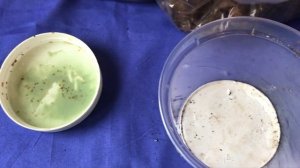 Семена Орхидеи с AliExpress,Как посадить Орхидею