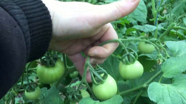 Розовые томаты на 9 апреля Пинк Буш смотреть онлайн