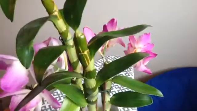 My First Dendrobium Nobile Orchid! смотреть онлайн