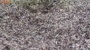 Рыжий лесной муравей Formica Rufa - Санитар леса