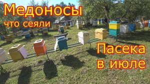 ПОСЕВЫ МЕДОНОСОВ! РУЗУЛЬАТ!!! Обстановка на пасеке в июле!