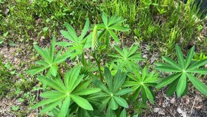 Обзор на огород в начале июня