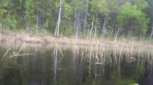 Ловля Щуки Летом На Рогатку