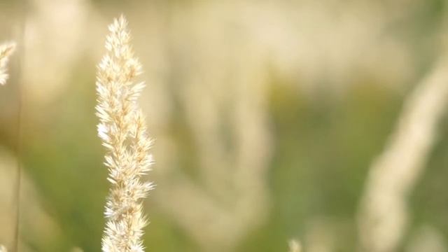 Место силы. смотреть онлайн