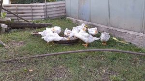 Купили уток породы черри велли.