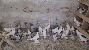 Сельские голуби. 22 12 2021г, голуби Арзгира в гостях у Александра.