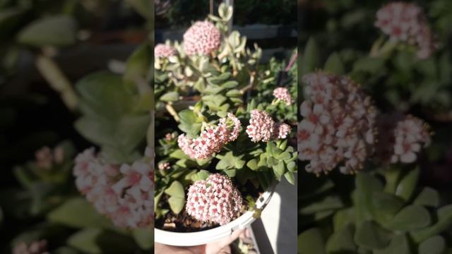 Crassula Springtime #succulent #shorts