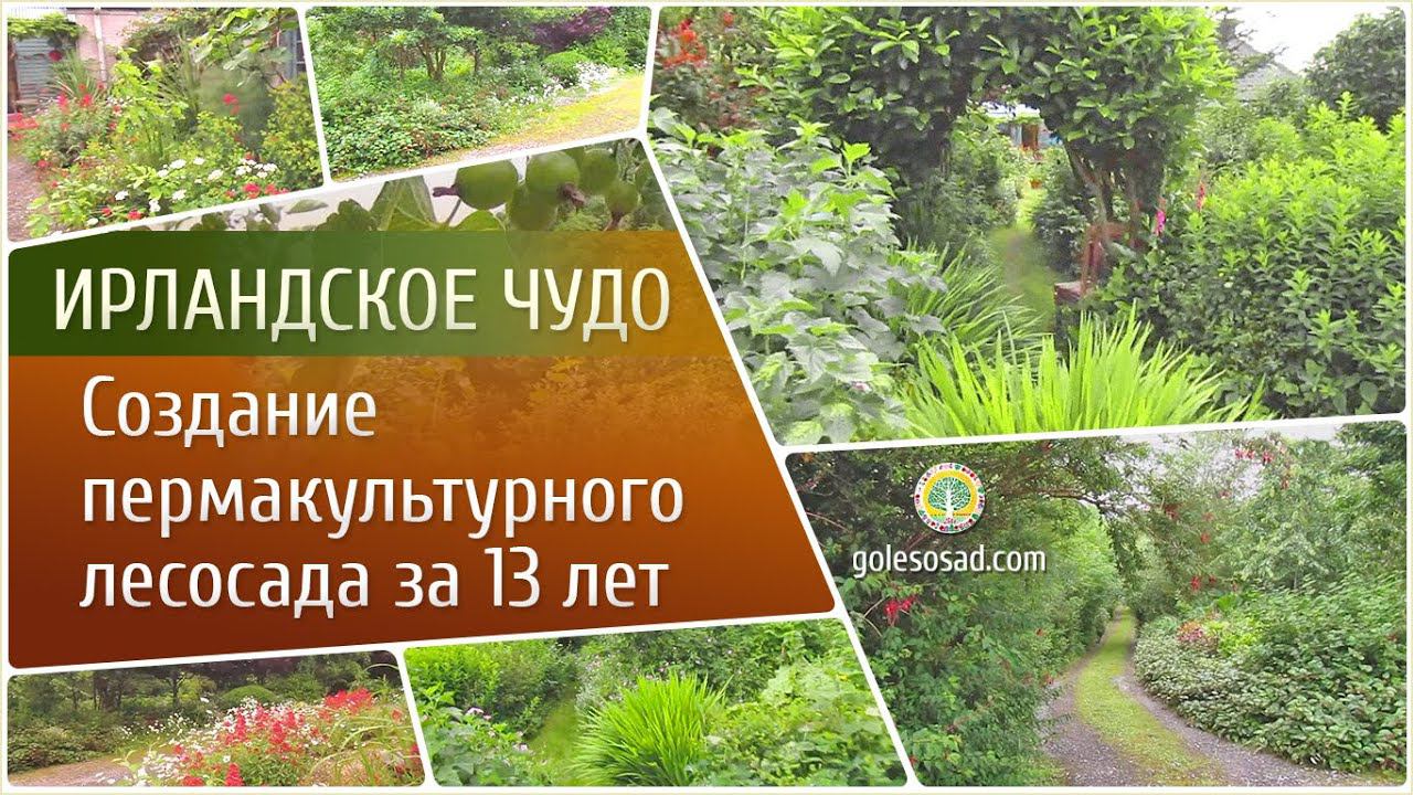 Ирландское чудо! Создание пермакультурного лесосада за 13 лет!