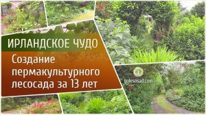 Ирландское чудо! Создание пермакультурного лесосада за 13 лет!