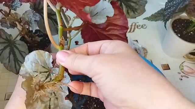 Комнатные цветы/ Повседневные заботы ? смотреть онлайн