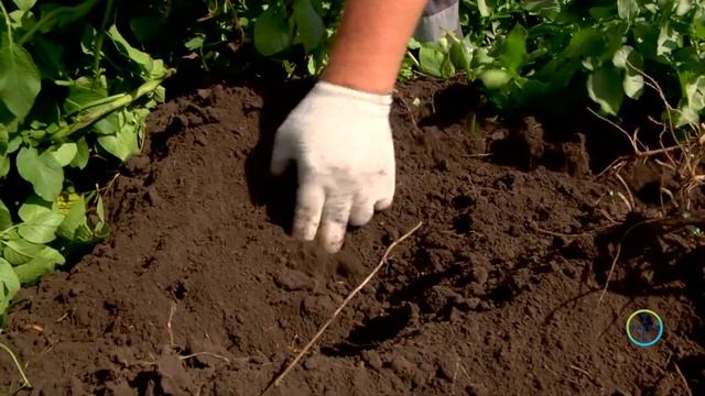 Комплексная система защиты картофеля