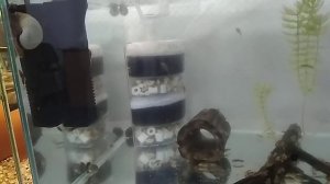 Бактериальная вспышка в аквариуме. Аэрлифтный фильтр.