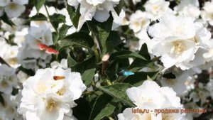 Жасмин садовый Мон Блан (philadelphus coronarius) ? обзор: как сажать, саженцы жасмина Мон Блан