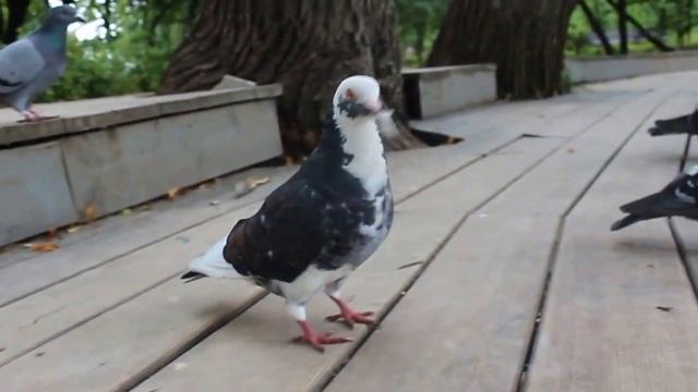 Кормление голубей смотреть онлайн