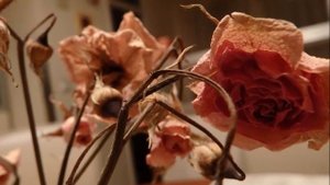 OLYMPUS SP-100EE photo Few taken SAMPLES