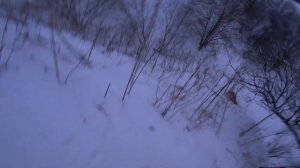 Засидка из снега. Охота на лису 2024 01 17
