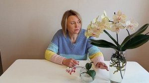 Орхидея без корней, но цветет . Что делать . Уход. Полив.