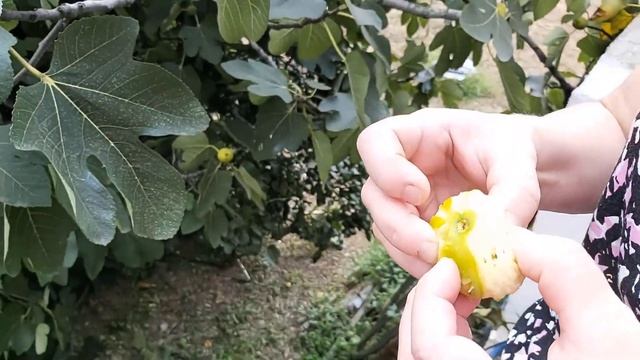 Как чистить и есть инжир