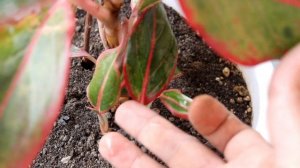 Aglaonema Plant CARE 101- BEST Soil Mix, Fertilizer, Light & Water Requirements & Propagation