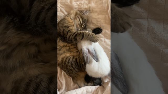 ♥ Kitty & Bunny ♥ :) смотреть онлайн