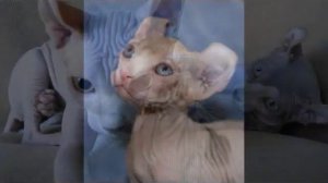 Кошка породы ЭЛЬФ – редчайшей и одной из самых молодых пород кошек