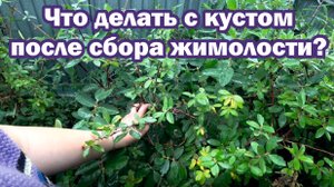 Обработка жимолости после сбора ягод