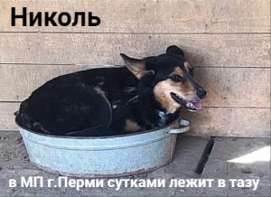 Николь - вся жизнь в МП в тазике!