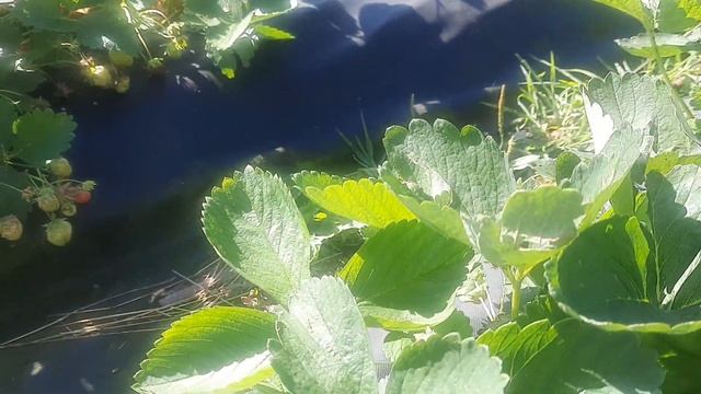 НСД сорт Флорида Бьюти,но очень вкусный смотреть онлайн