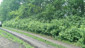 ЛУАЗ 969, незначительное движение
