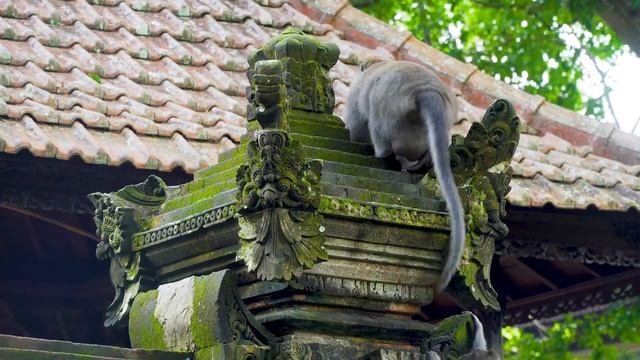 Wildlife of Asia 8K (60FPS) ULTRA HD - Scenic Relaxation Along With Relaxing Piano Music смотреть онлайн