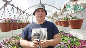 Рабочие методы избавления от белокрылки