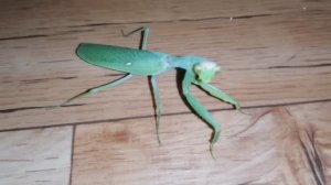 Богомол залетел в окно и покусал меня. Зеленый богомол в квартире. Канал Тутси Влог.