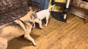 Бой волка и бультерьера .Бультерьер проиграл