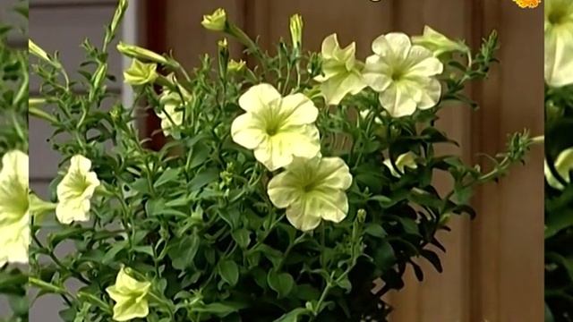 Петуния синего и голубого цвета пахнет фиалками