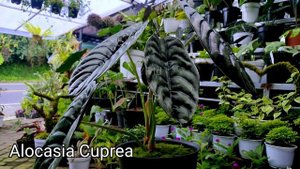 Alocasia cuprea