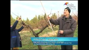 Обрезка персиковых деревьев