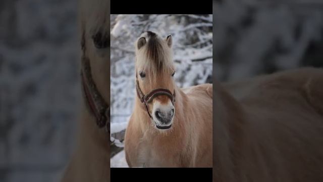 Лошади самое грациозное животное ??❤️?❤️ #лошади #horse #конныйспорт