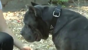 Секреты воспитания и дрессировки служебной собаки