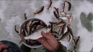 БЫЛ ВЕСЕННИЙ КЛЁВЫЙ ДЕНЬ