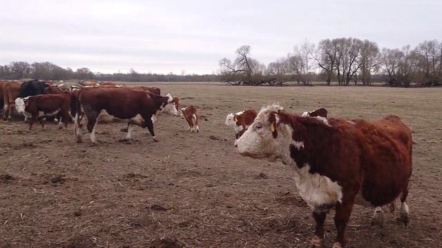 ТЕЛЯТА ГЕРЕФОРДЫ С МАМКАМИ на Пастбище Ооо Дик Калужская область. #дикфарм #dikfarm 30 марта 2020 г смотреть онлайн