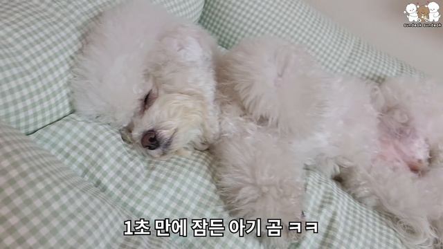 너무 졸려서 밥도 싫다는 웃긴 강아지 ㅋㅋ