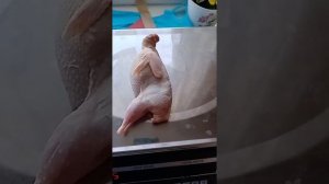 Сколько весят тушки перепелов?Сравнение мясной породы и яичной.