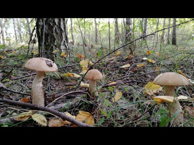 Грибное эльдорадо 2020 очень большой урожай в этом сезоне #NIK_72 смотреть онлайн