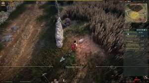 Black Desert заблудившийся поросенок