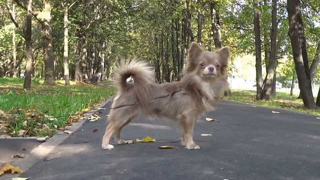 Лиловый чихуахуа шоу-класс