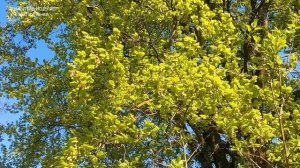 РАННЯЯ ВЕСНА,ПЕНИЕ ДРОЗДОВ.КОГДА ПОЮТ ДРОЗДЫ-ДОКТОРА НЕ ТРЕБУЮТСЯ