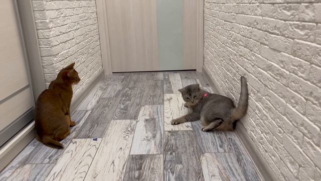 КОТ КЕВИН УПРАВЛЯЕТ НАШИМ ДНЁМ С ПОМОЩЬЮ КНОПОК смотреть онлайн