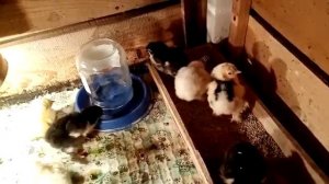 ЛУЧШИЙ КОРМ ДЛЯ ЦЫПЛЯТ. ЭКОКОРМ, МОЛВЕСТ.