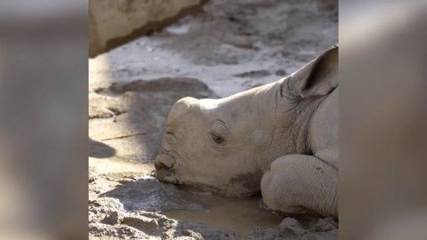 В зоопарке Сан-Диего родился детеныш белого носорога.